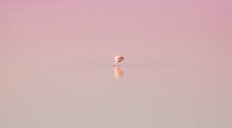 Gentle Susurrations